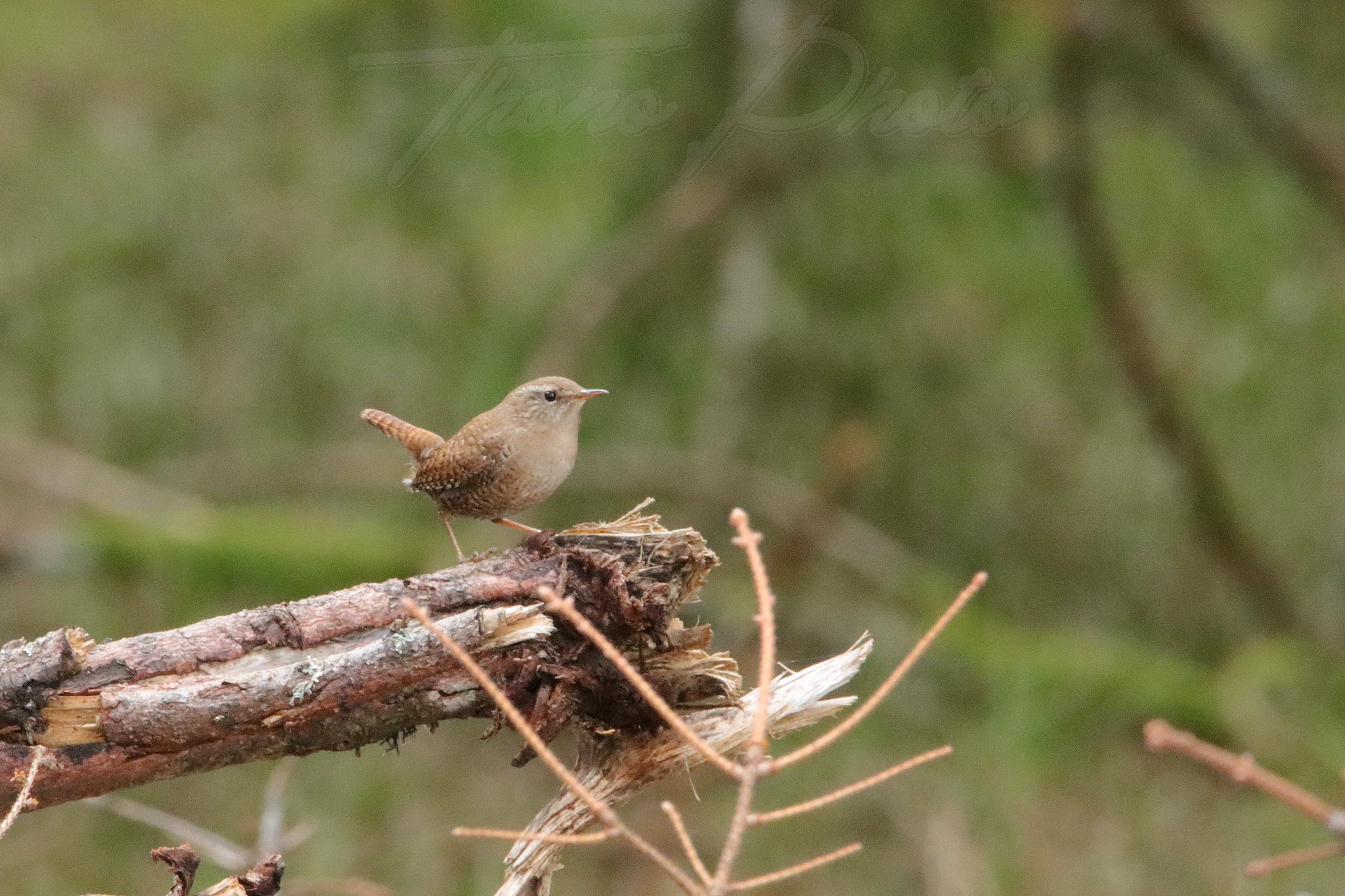 Troglodyte-mignon-La-Tour-D-Auvergne-2022-03-10-2053F