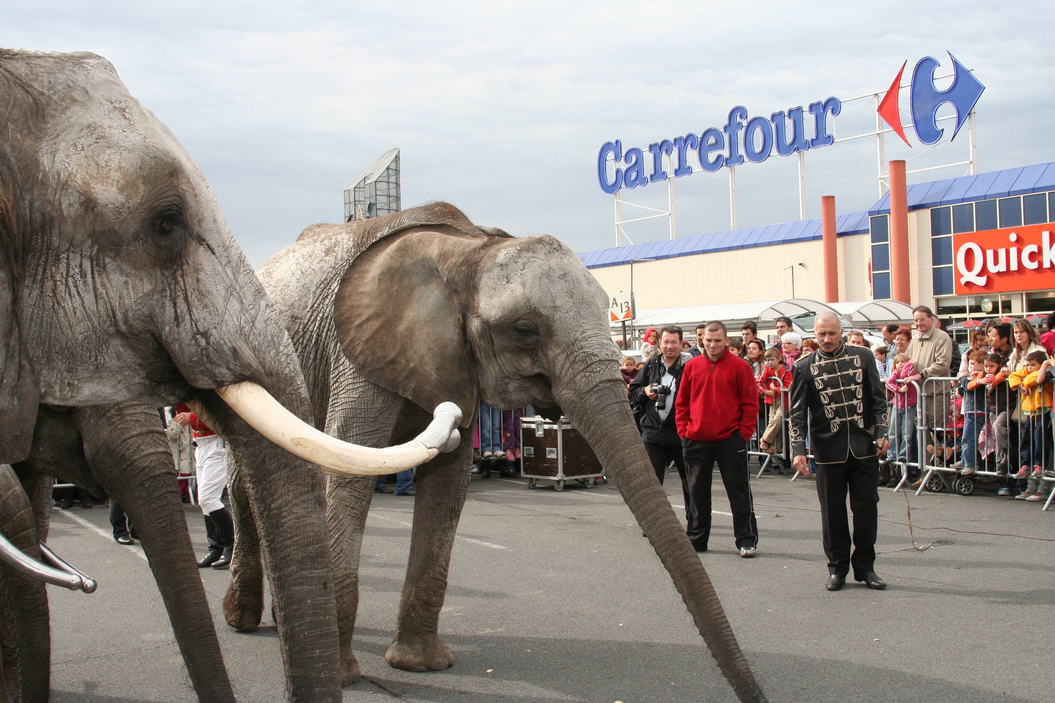 Elephants