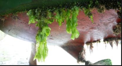 les solutions antifouling