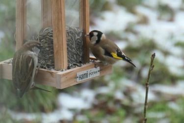 Le printemps des oiseaux