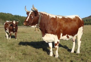 Les Ferrandaises du Jolan, veaux et viande de boeuf bio