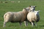 Jérome Planchot, salaison de moutons et brebis bio du Cantal à Chastel sur Murat