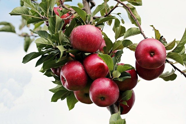Caroline Leroy, pommes, fruits bio, cidre