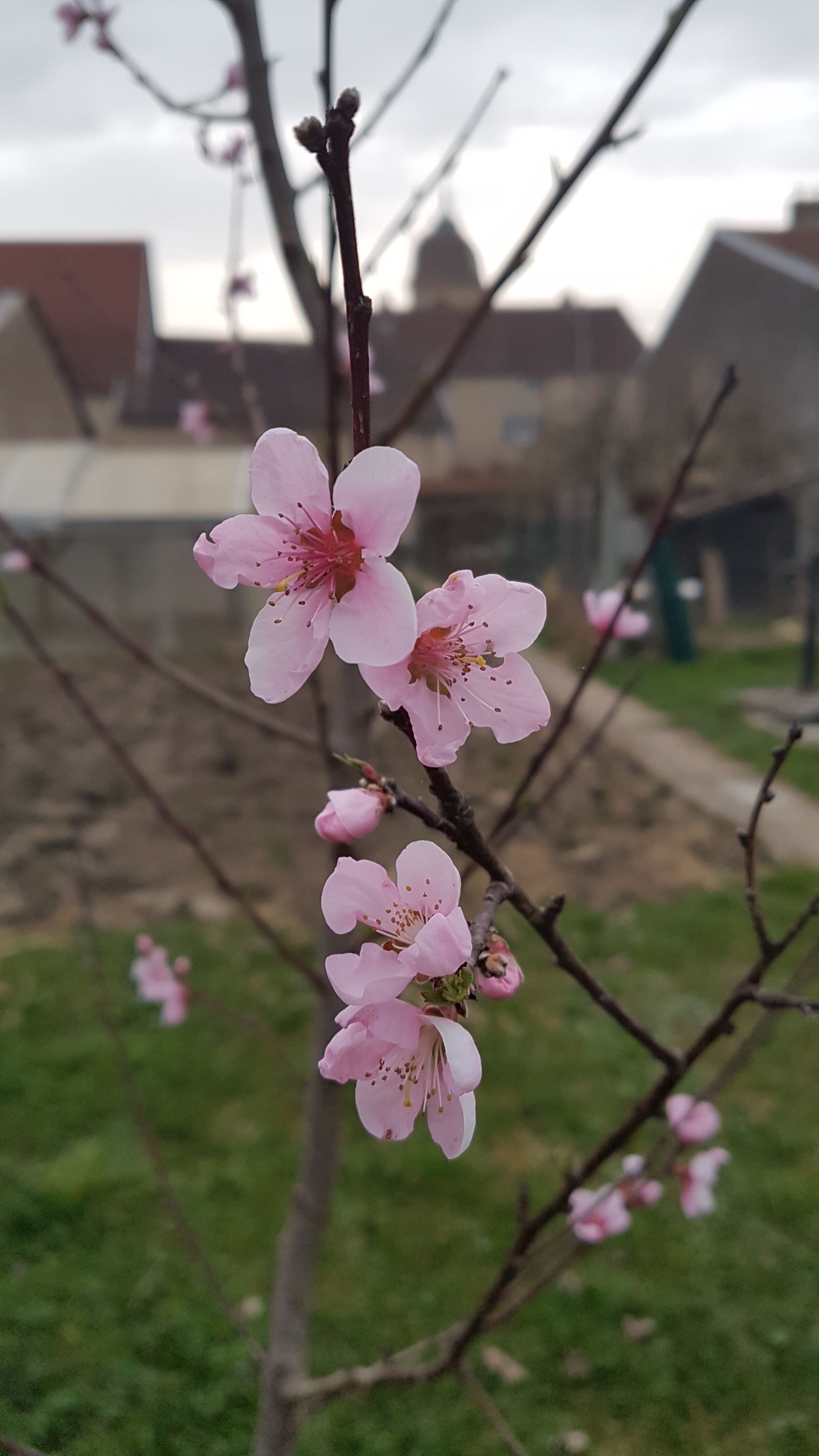 Vive le printemps
