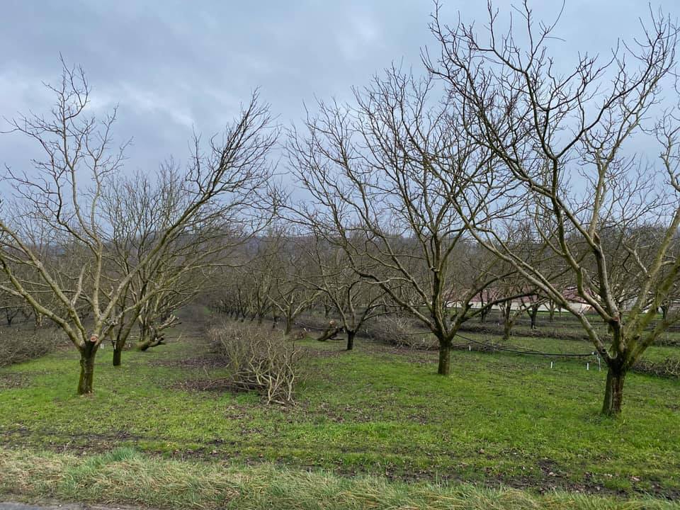 Bois vergers
