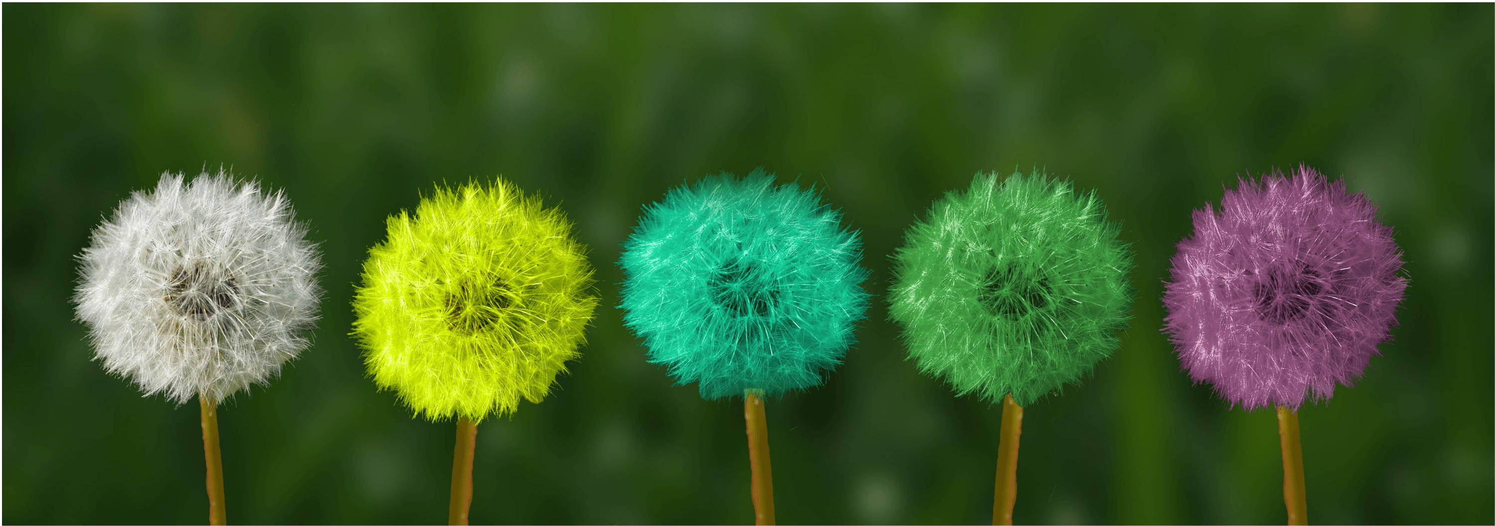 Sérénité du Corps de l'Esprit - Daria Delavoie - Trouver l'Equilibre avec la Réflexologie Plantaire et la Liberation Emotionnelle à Ruy Montceau-Isère