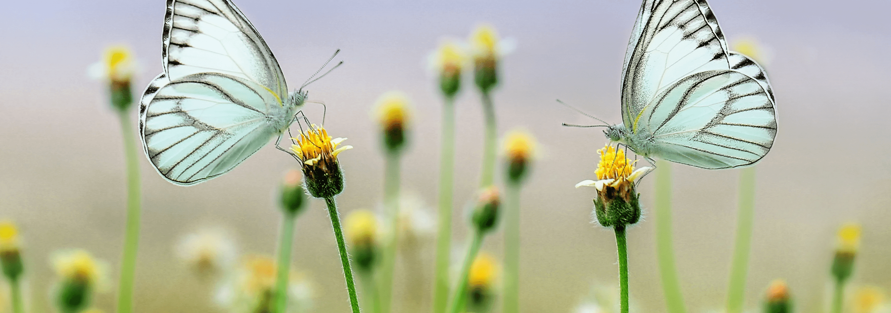 Sérénité du Corps de l'Esprit - Daria Delavoie -
Massage Métamorphique à Ruy Montceau-Isère