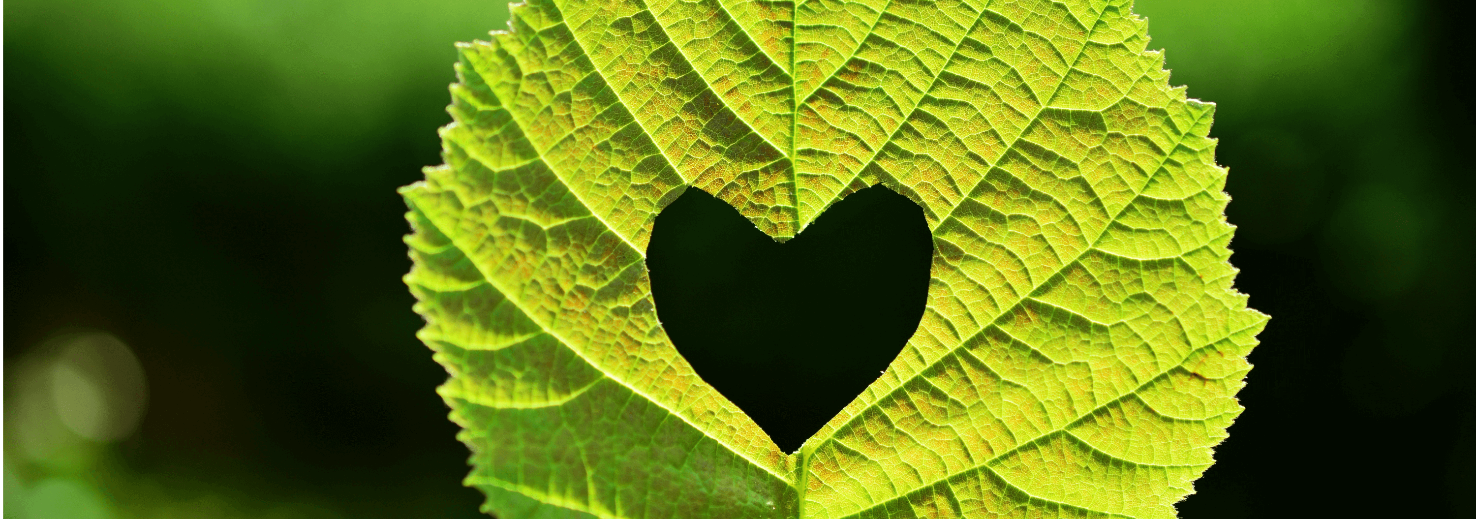 Sérénité du Corps de l'Esprit - Daria Delavoie - 
Accompagnement Sérénité -Réflexologie Plantaire et Liberation Emotionnelle à Ruy Montceau-Isère