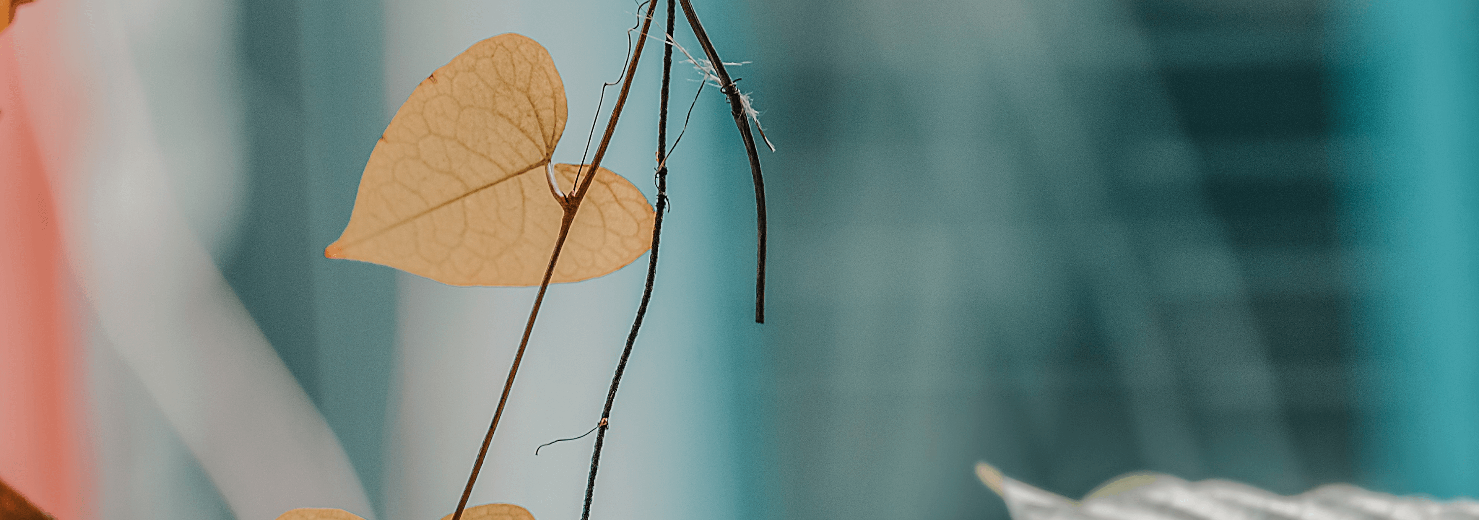 Sérénité du Corps de l'Esprit - Daria Delavoie - Lieux- heures d'ouverture à Ruy Montceau-Isère