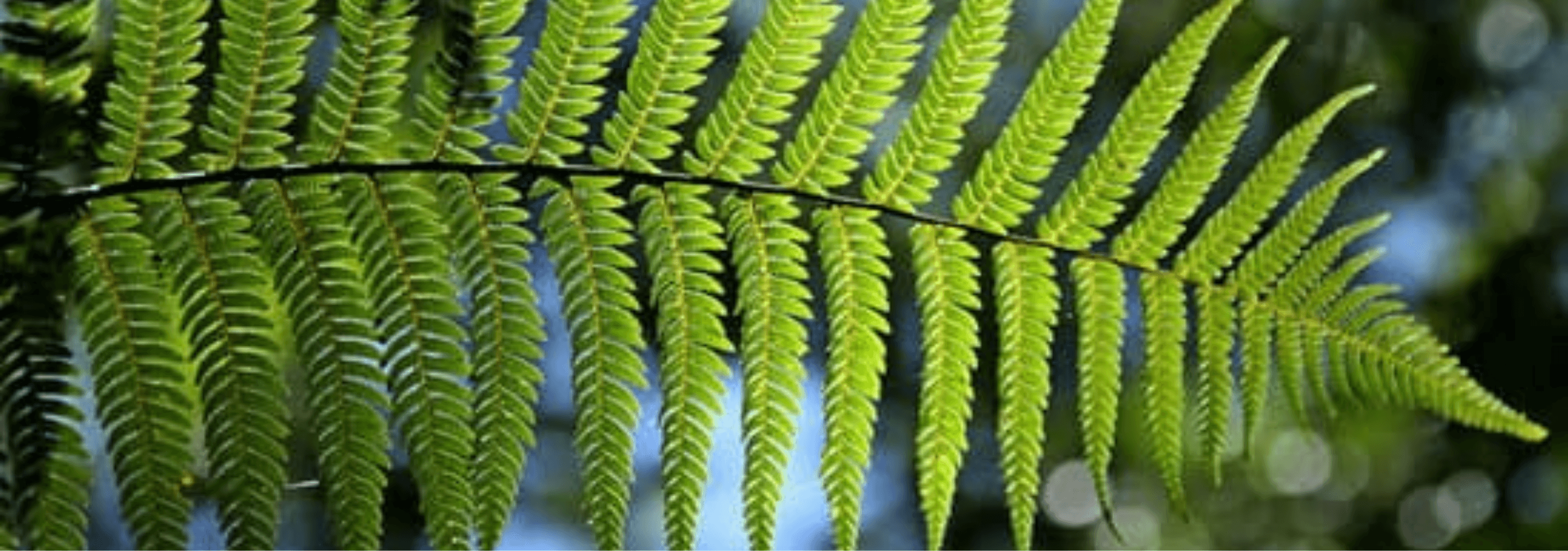 Sérénité du Corps de l'Esprit - Daria Delavoie - Réflexologie Vertébrale à Ruy Montceau-Isère