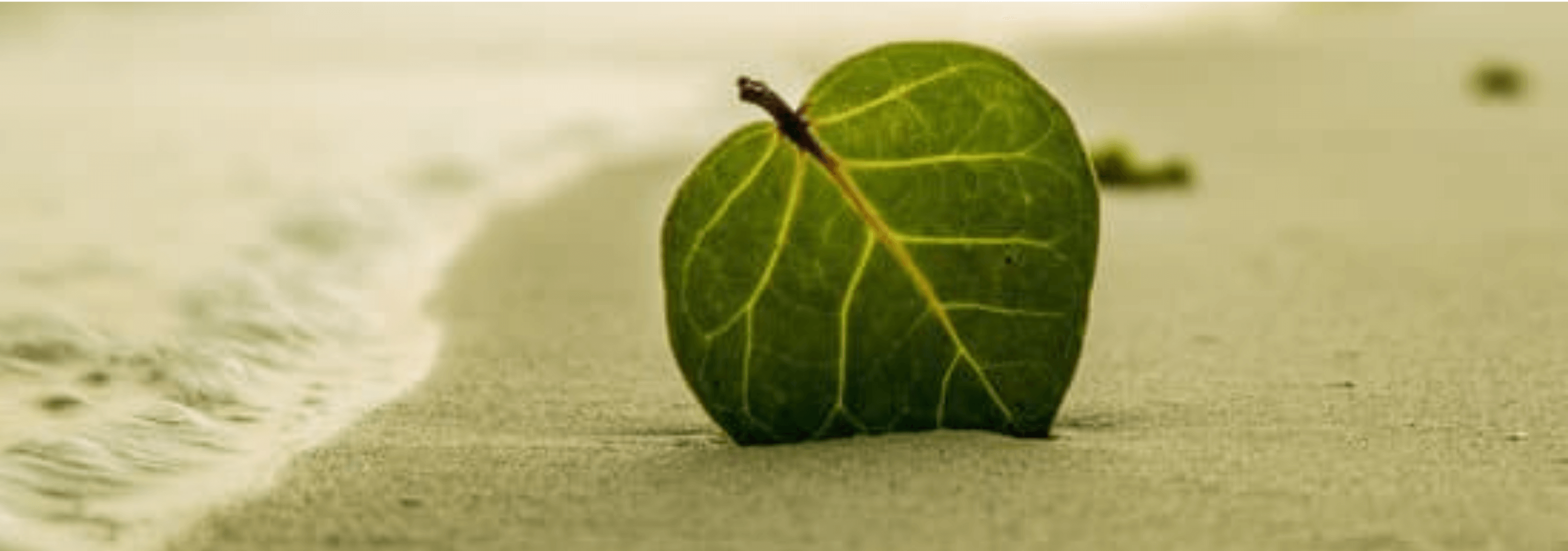 Sérénité du Corps de l'Esprit - Daria Delavoie - Réflexologie Plantaire à Ruy Montceau-Isère