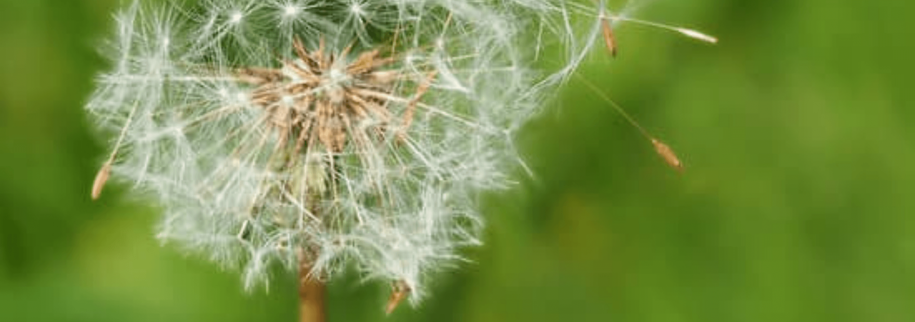 Sérénité du Corps de l'Esprit - Daria Delavoie - EFT à Ruy Montceau-Isère