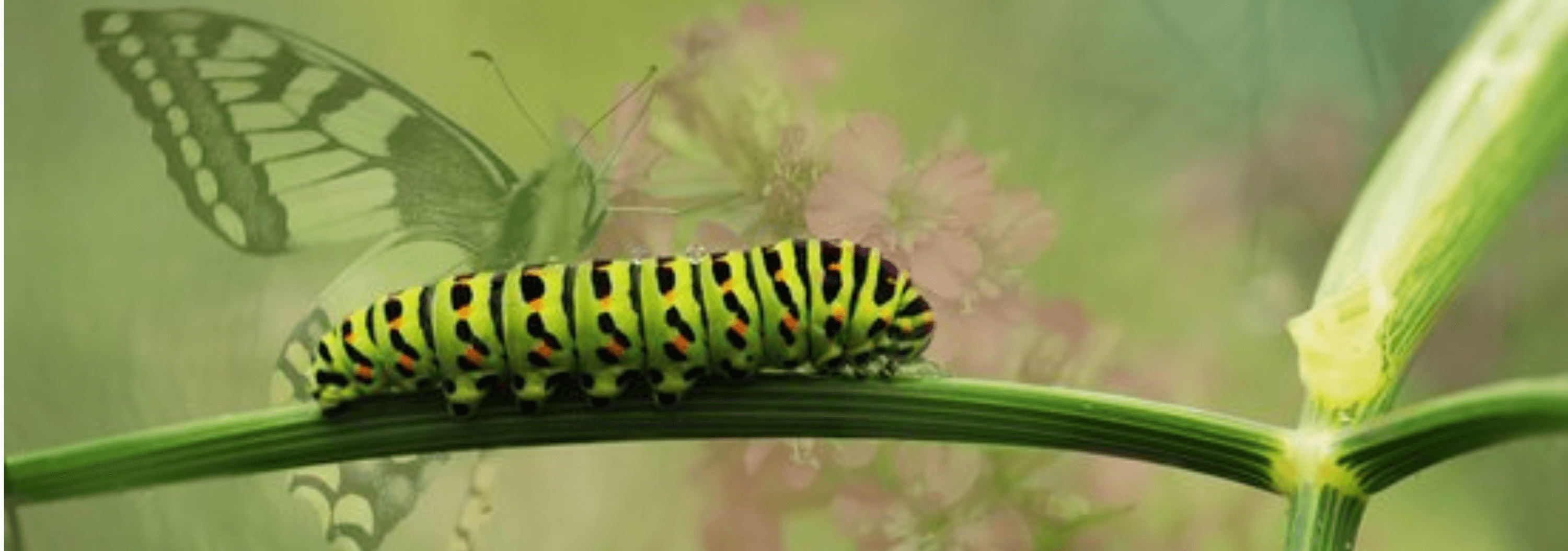 Sérénité du Corps de l'Esprit - Daria Delavoie - Massage Métamorphique à Ruy Montceau-Isère