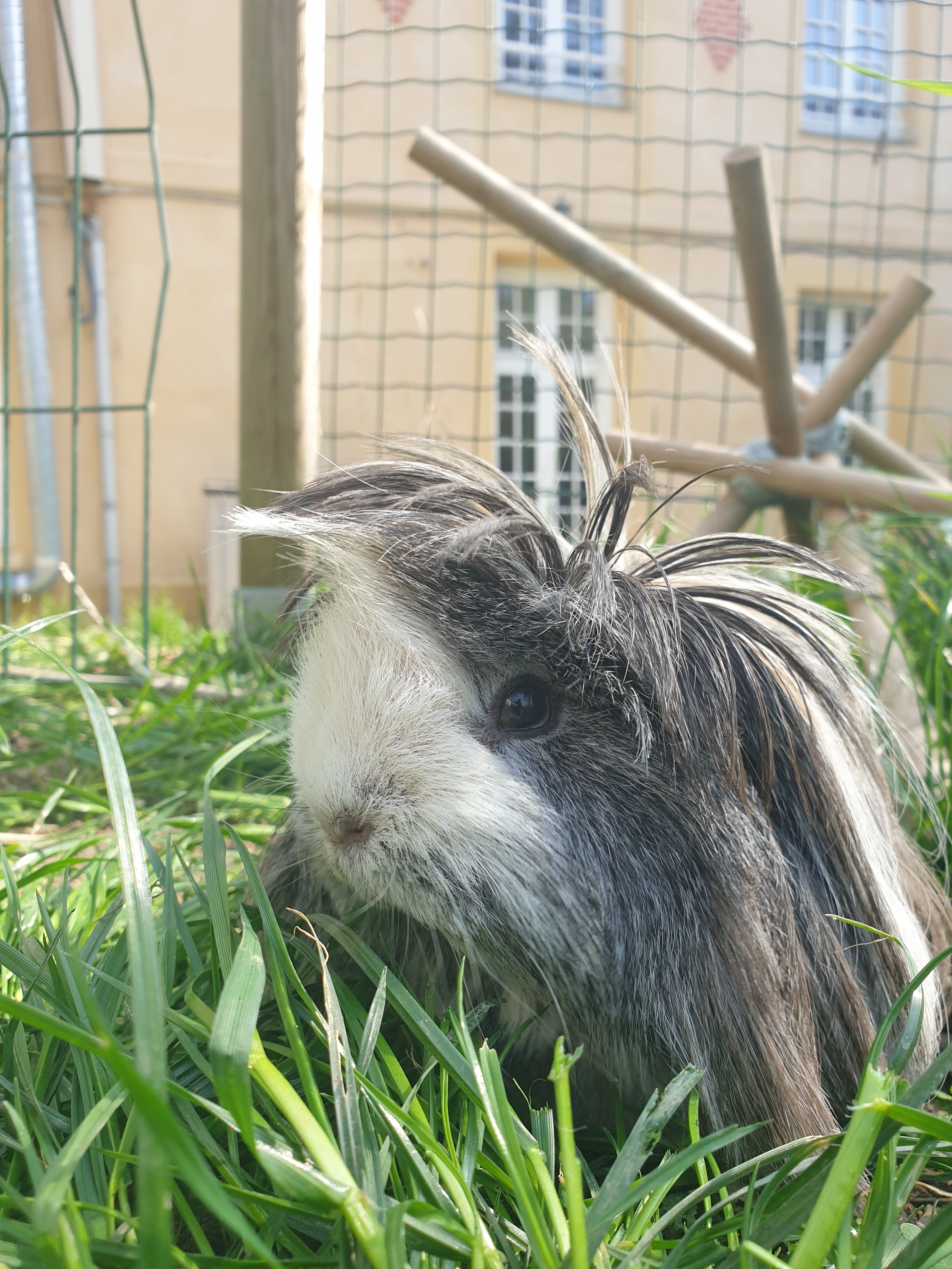 Cobayee herbe