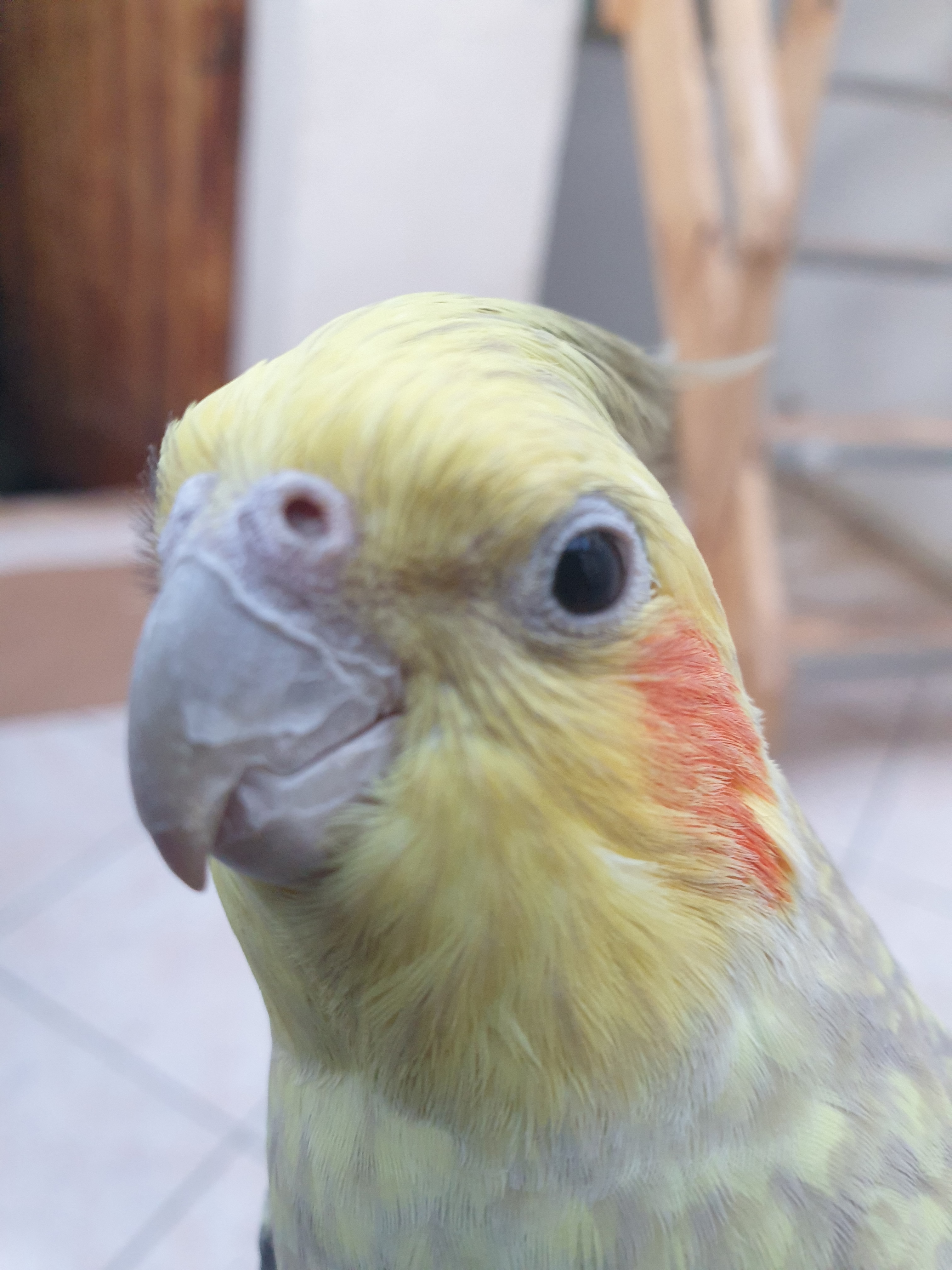 Calo 2