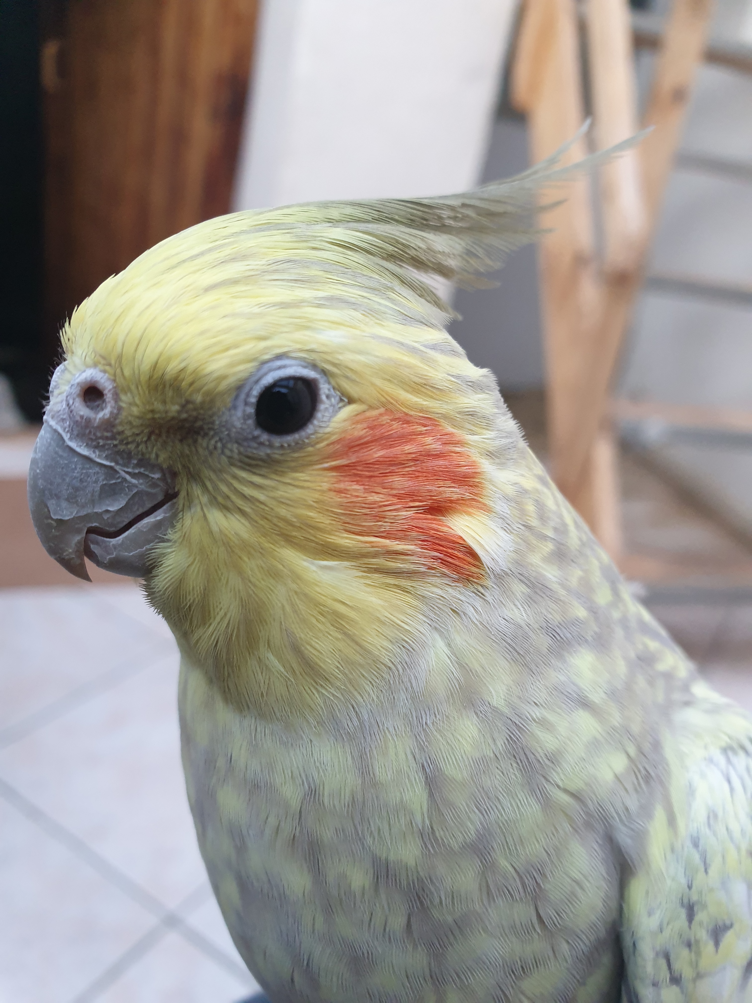 Calo