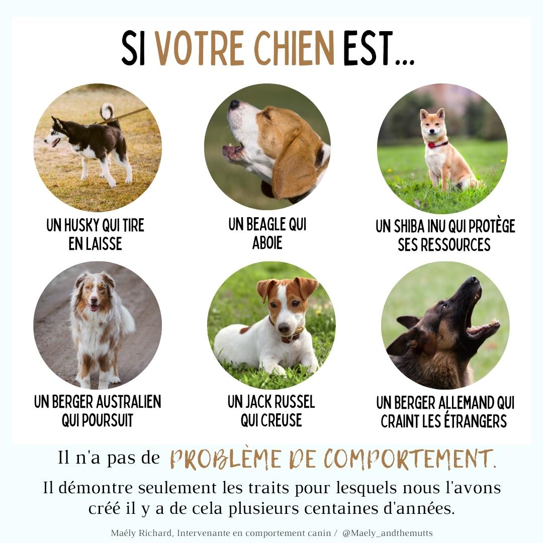 Arrêtons de prendre les chiens pour des animaux objets. 