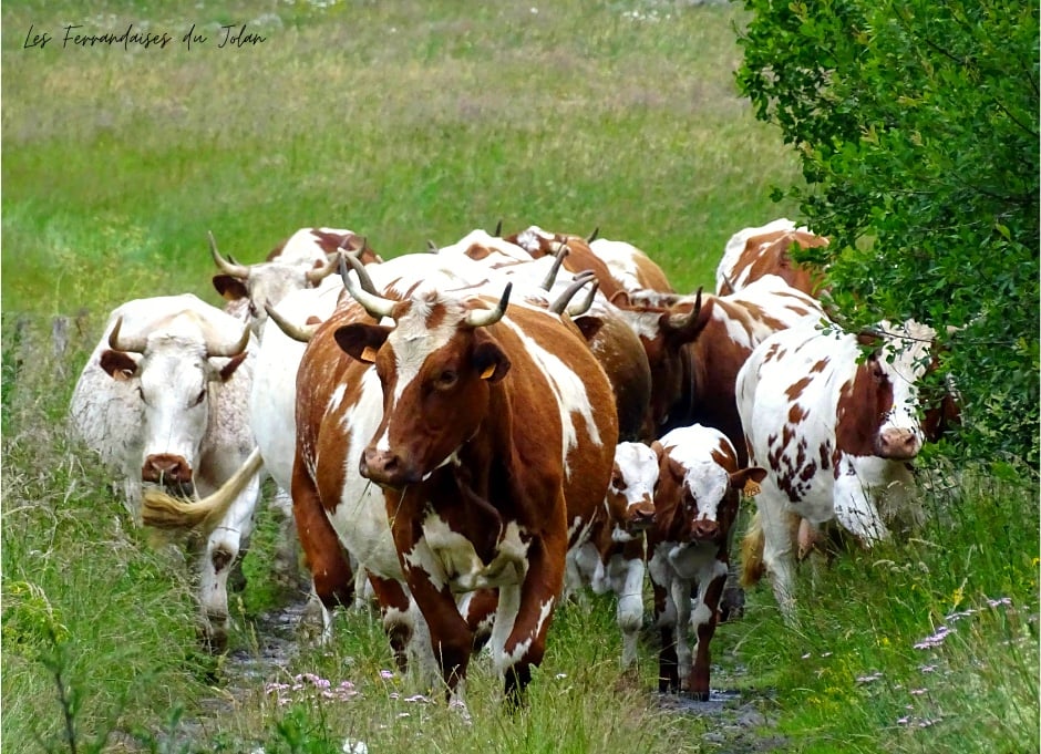 Vaches ferrandaises du Jolan