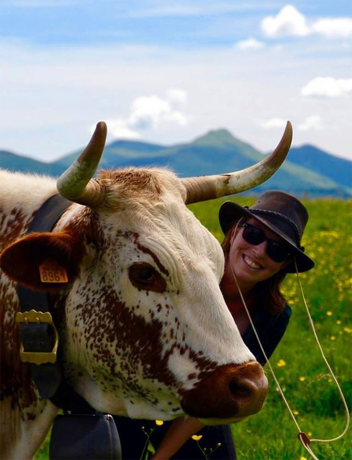 Vaches ferrandaises du Jolan