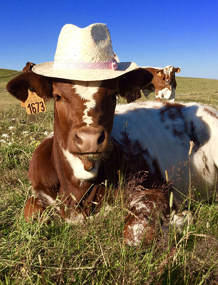 Vaches ferrandaises du Jolan