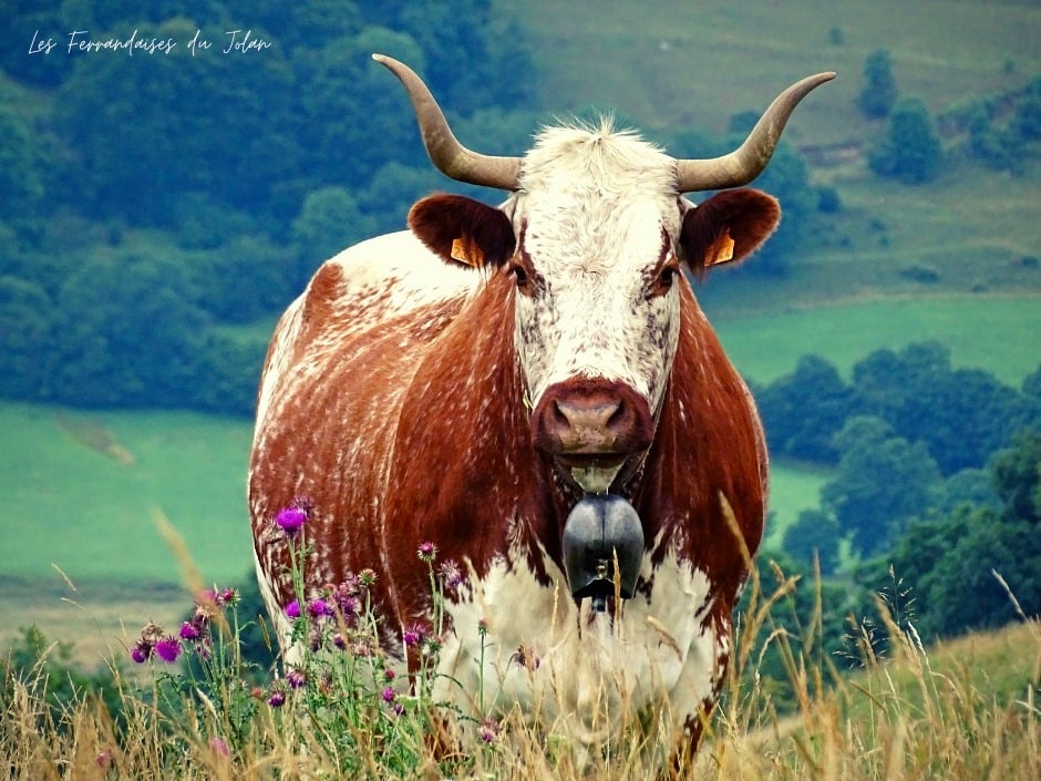Vaches ferrandaises du Jolan