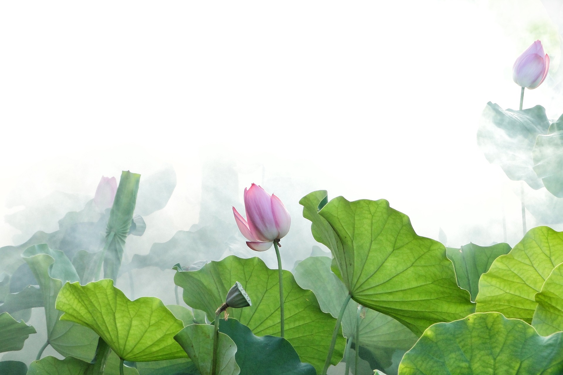 Lotus-g3d91bfa90 1920