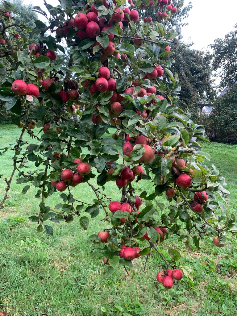 Pomme rouge dans arbre site w