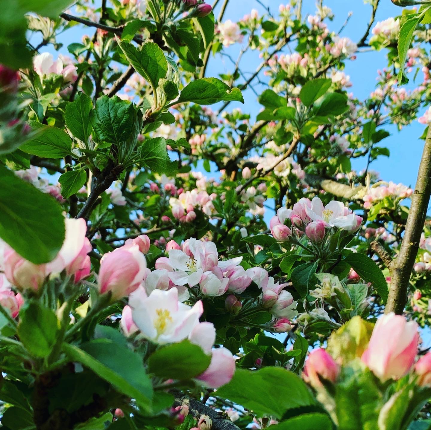 Pommier en fleur