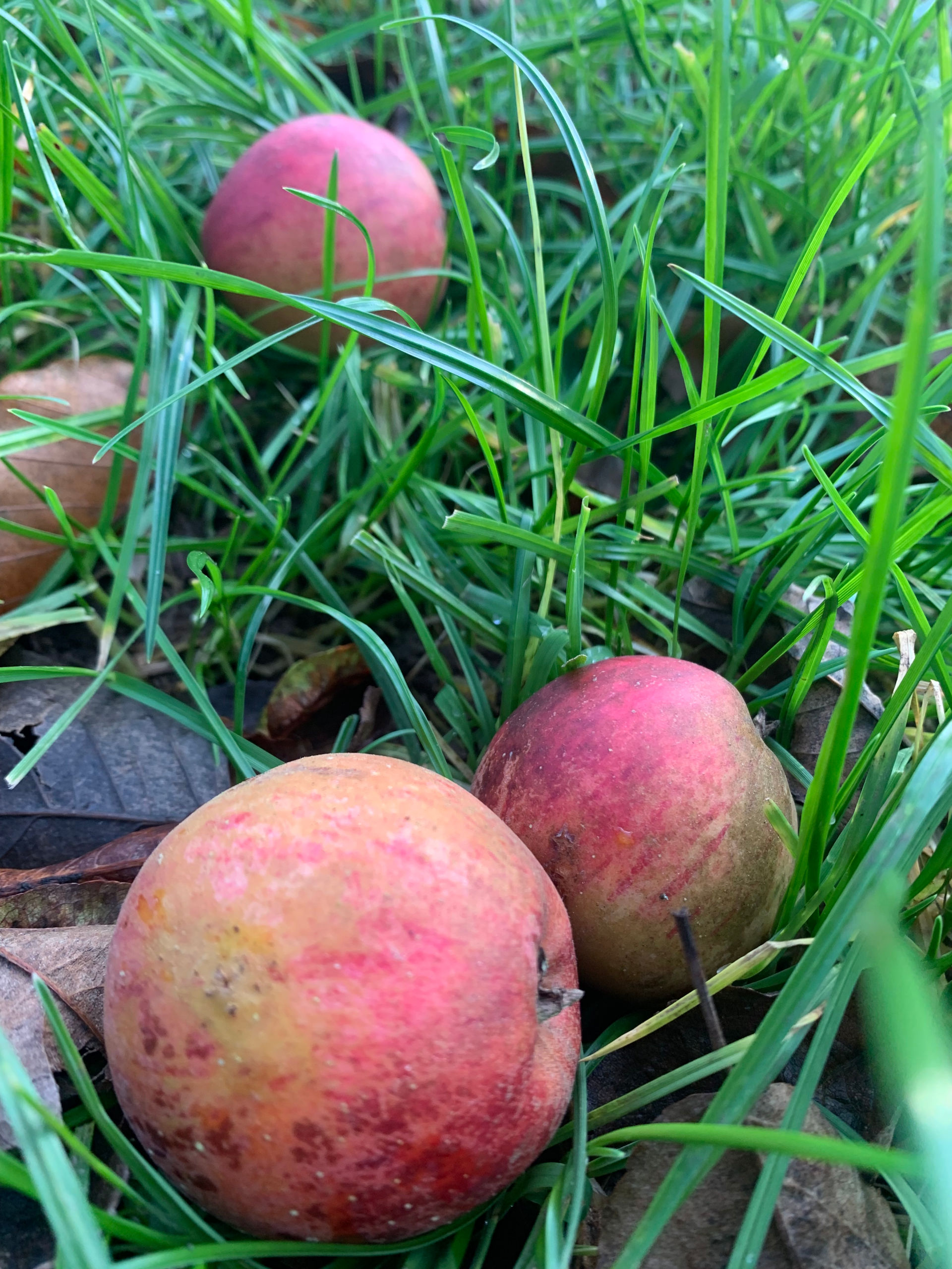 Pomme dans herbe myw