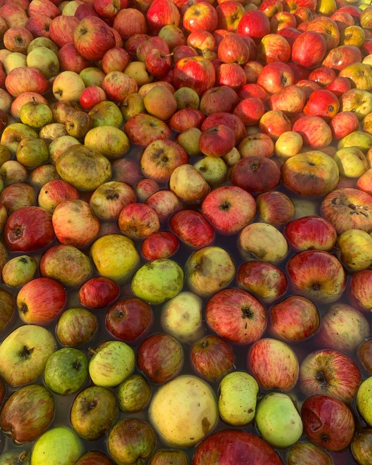 Multitude de pomme
