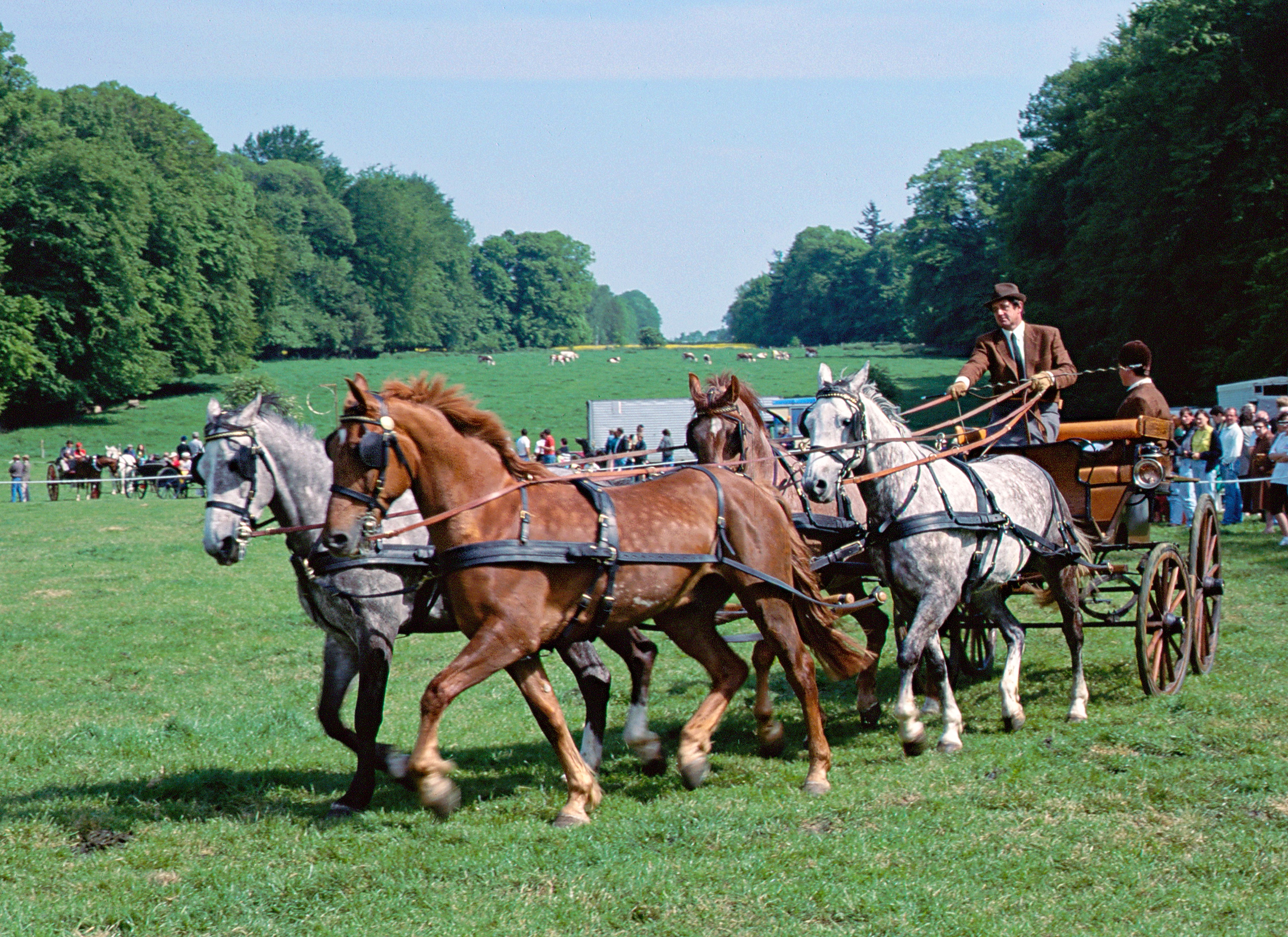 Attelage-4-chevaux-voiture-4-roues-Bosmelet-Auffay