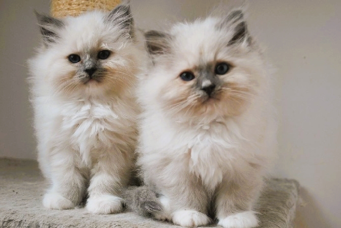 Chatons presentation