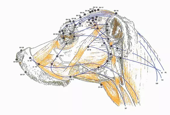 Acupuncture-veterinaire-vetmoov