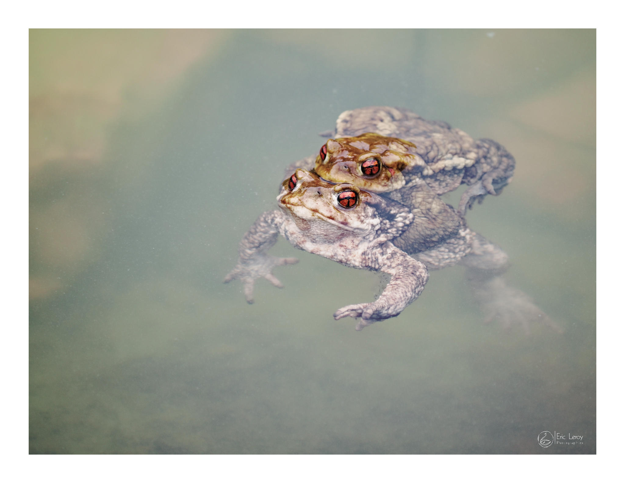 11000047crapaud