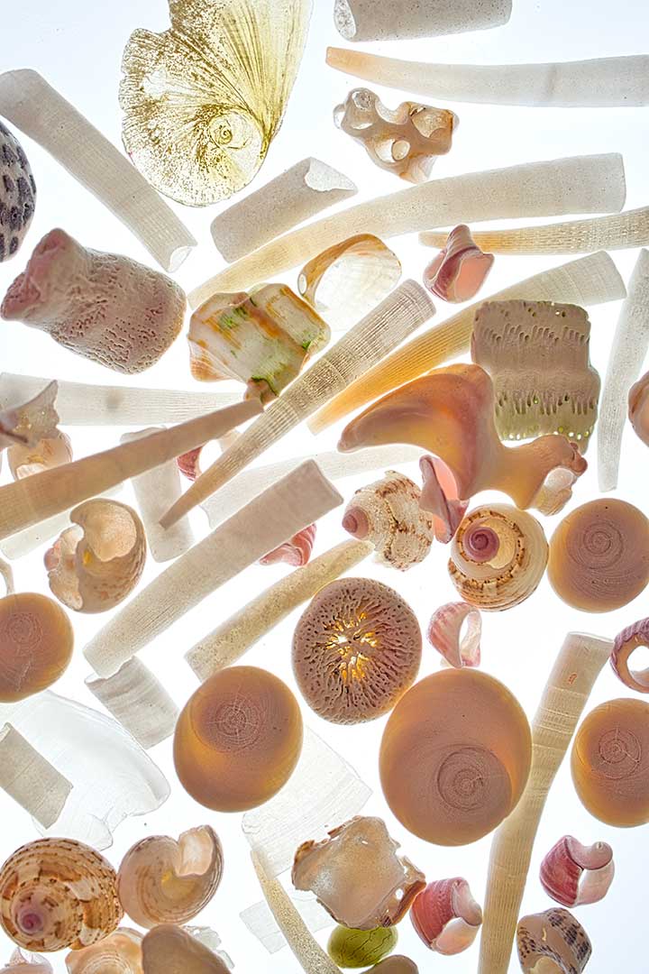 Coquillages souvenir
