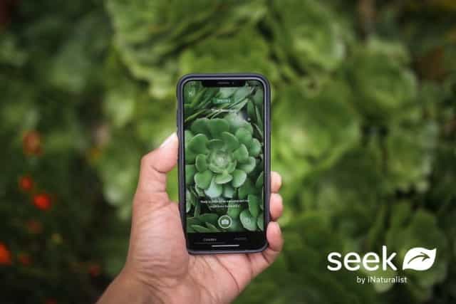 application gratuite pour reconnaître les plantes