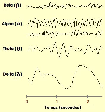ondes cérébrales, états de conscience