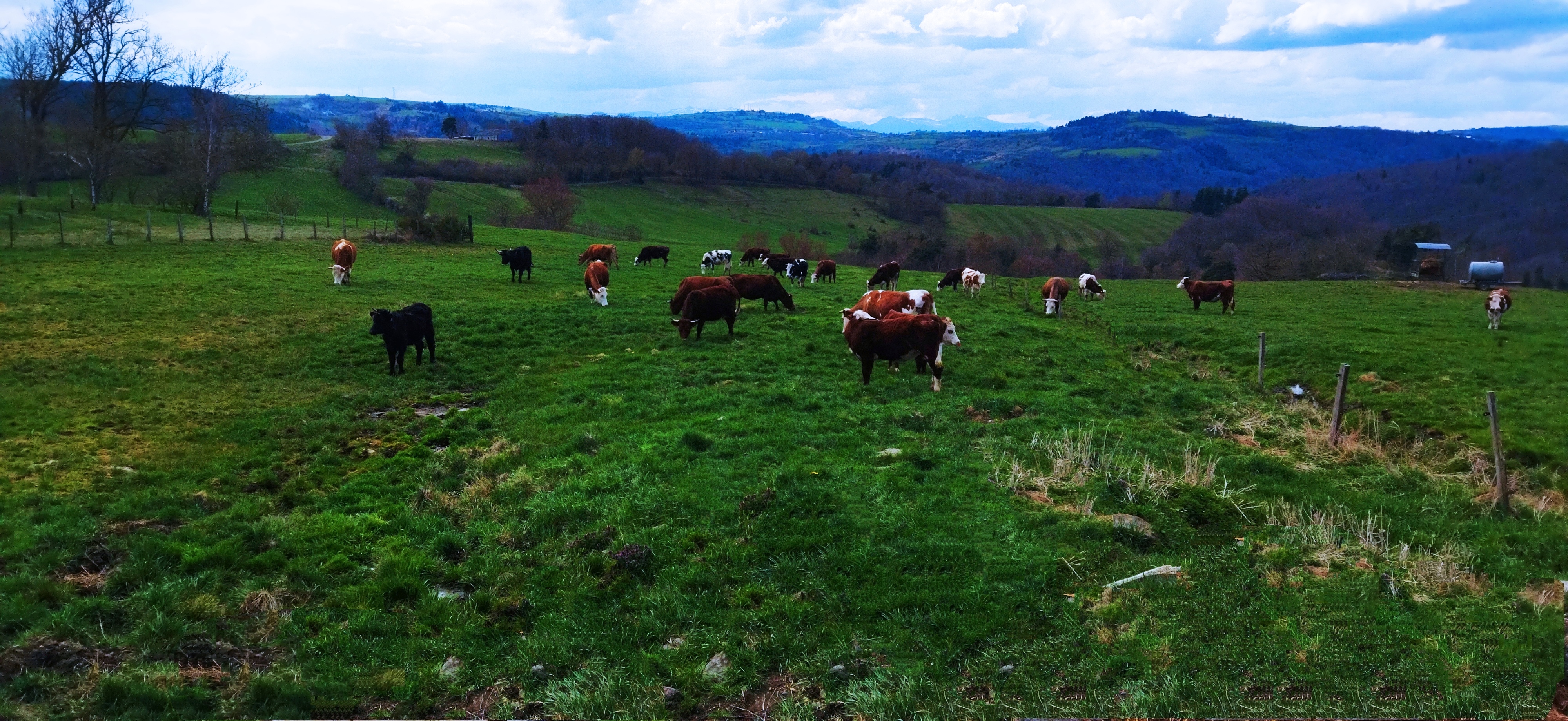 Elevages de vaches de race Salers, Abondance et Tarentaise à la ferme du Ventoux