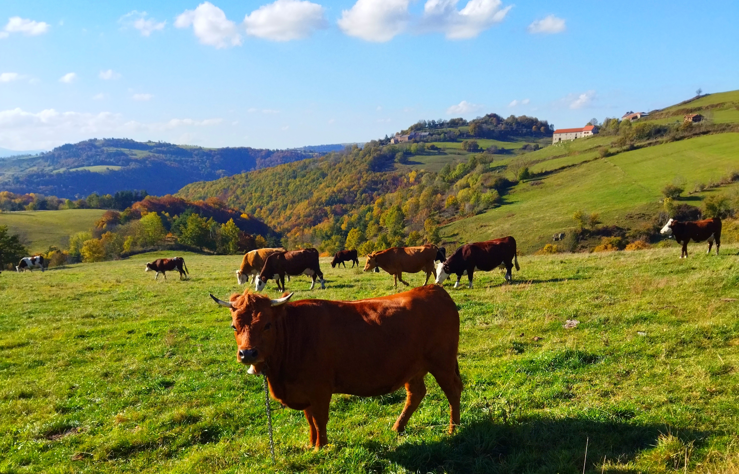 Salers à la Ferme du Ventoux