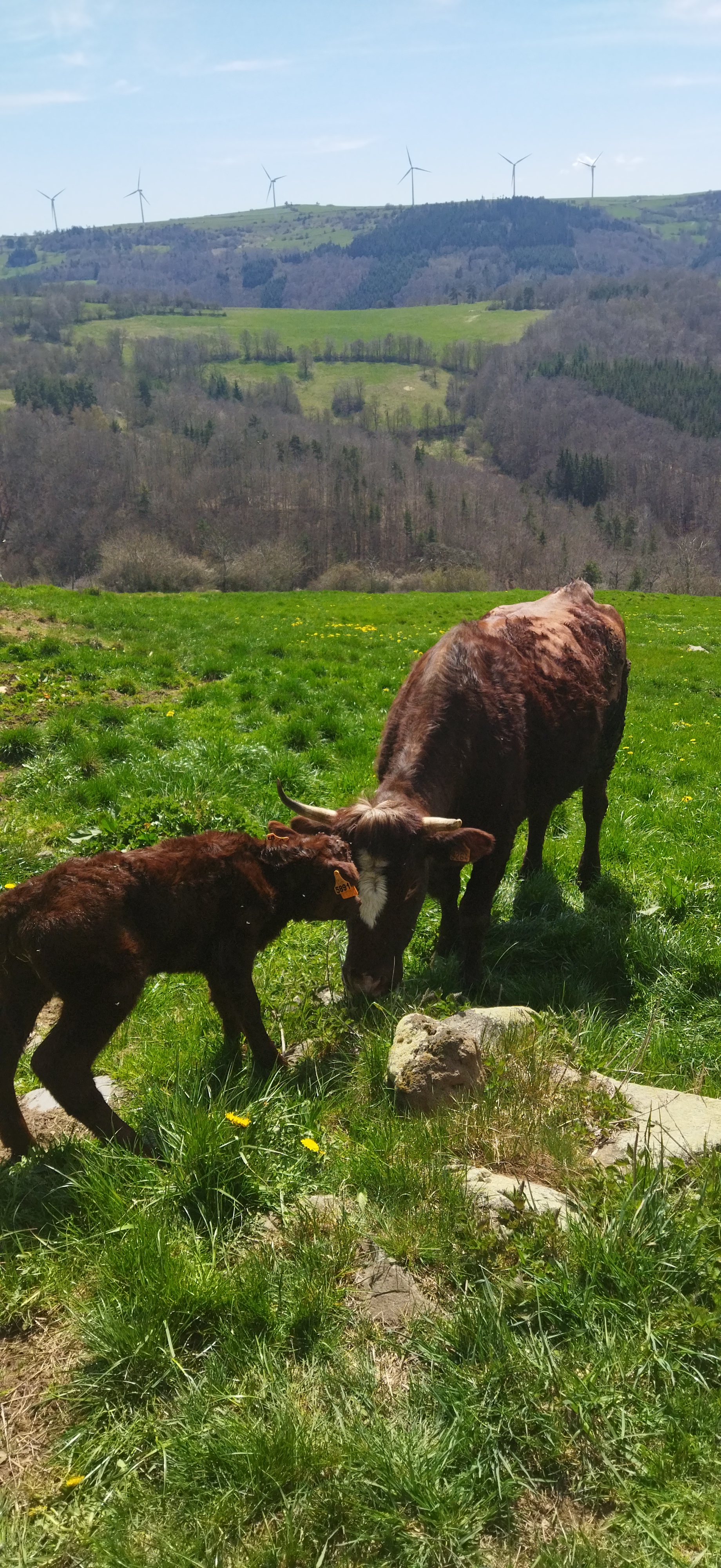 Vaches de race Salers à la ferme du Ventoux