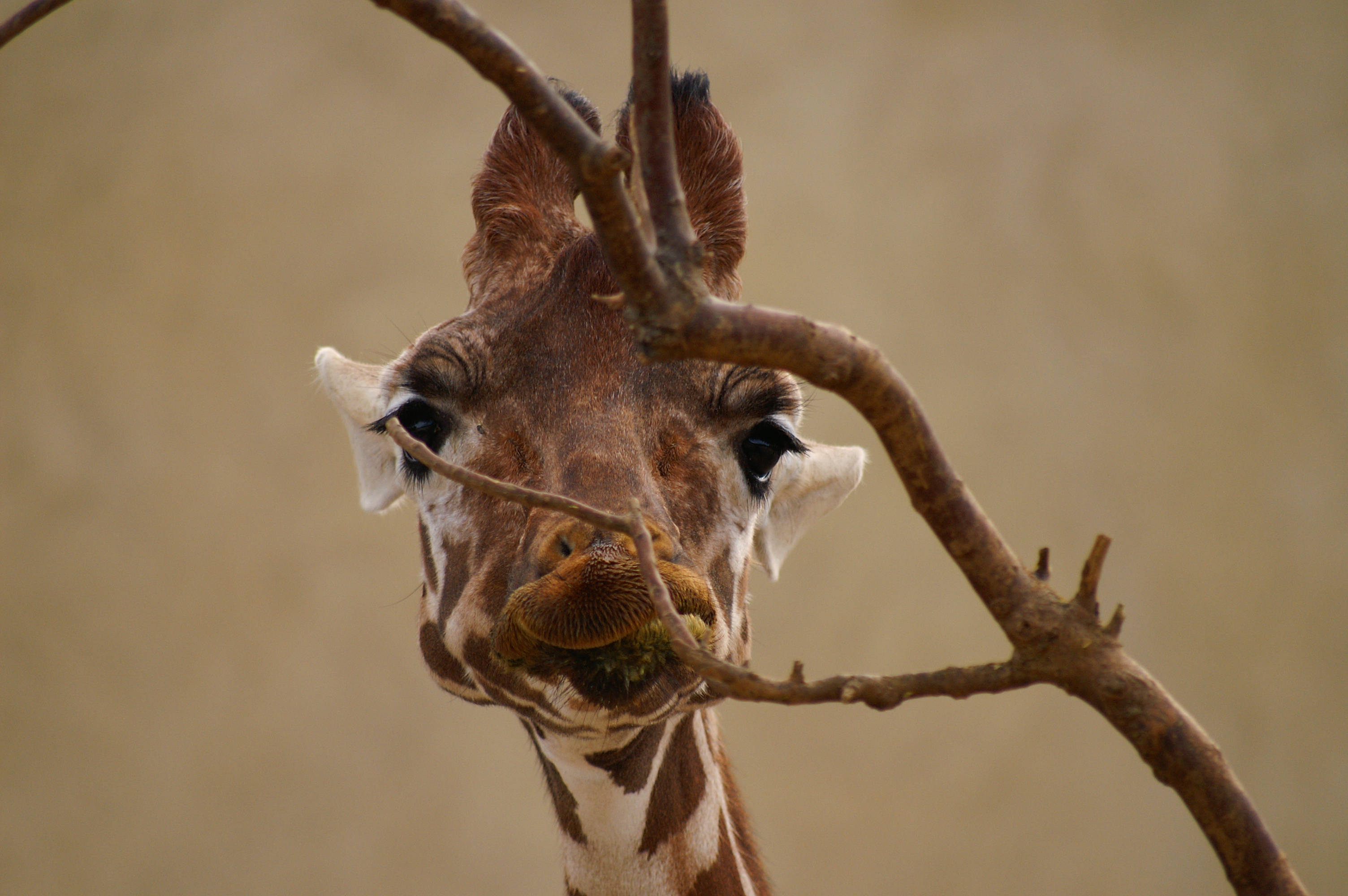 Girafe3