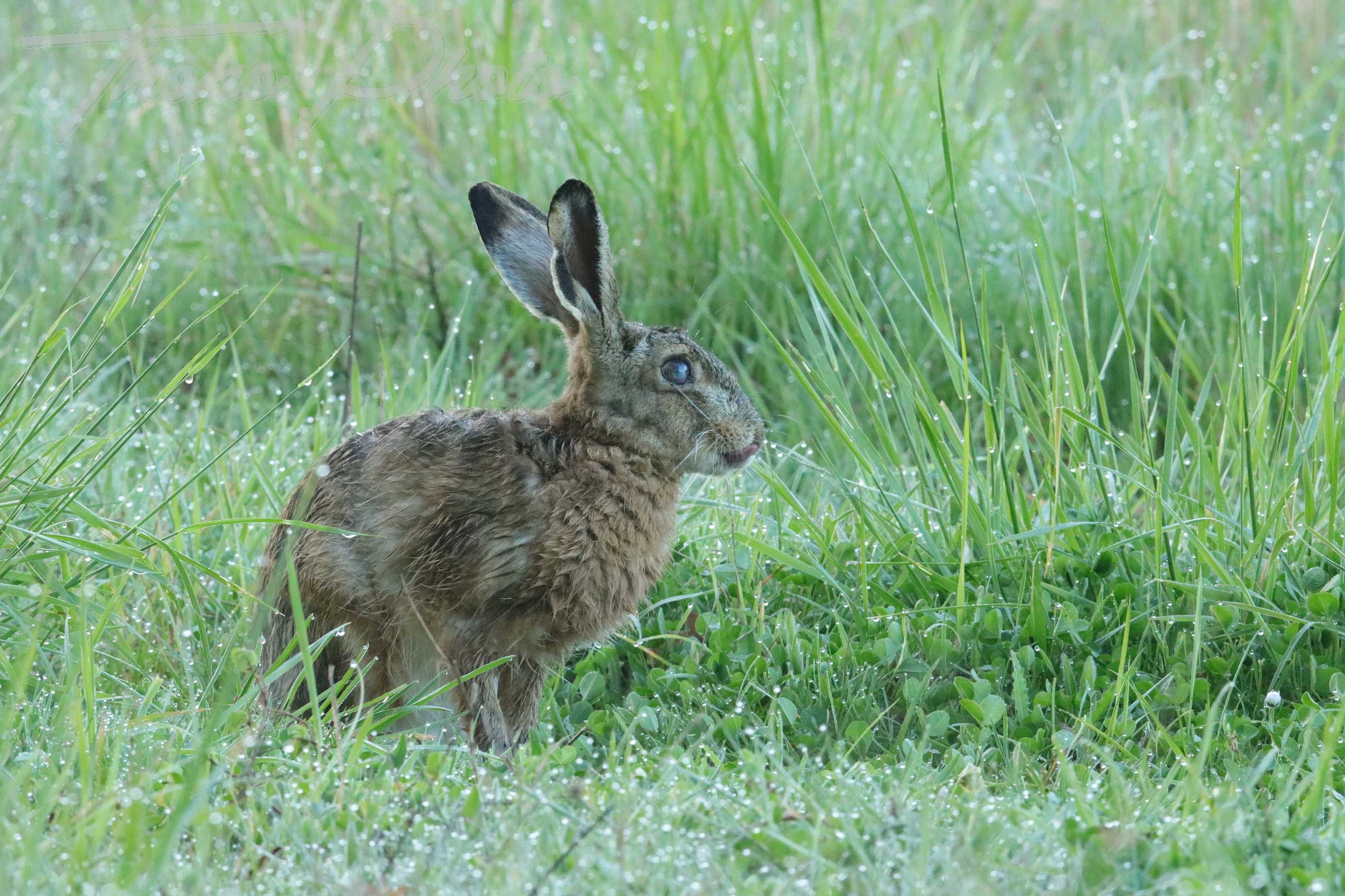 Lievre mauchamps 2022 04 16 2214f