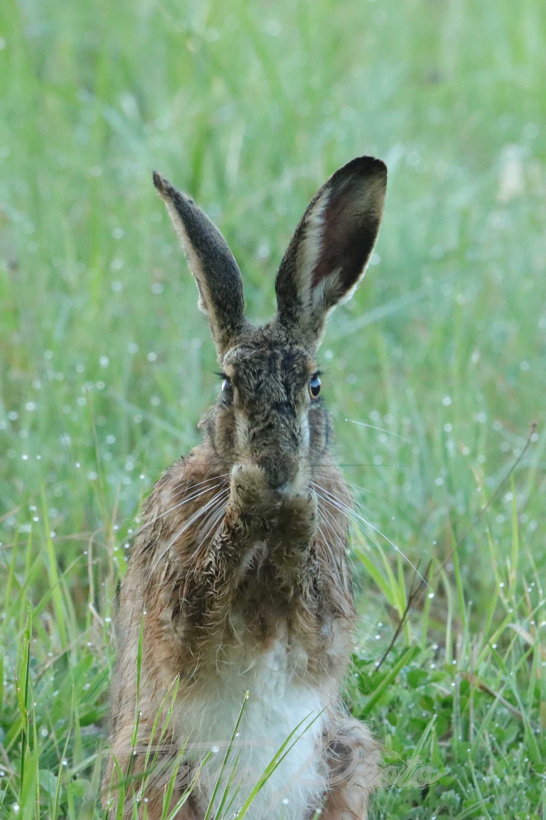 Lievre mauchamps 2022 04 16 2228f