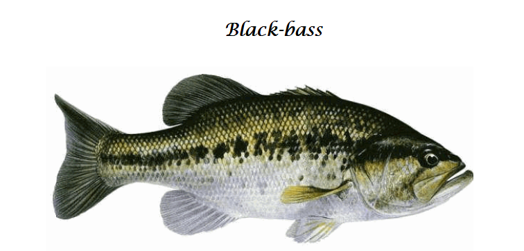 Photo-Black-bass