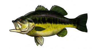 Black-Bass-dessin