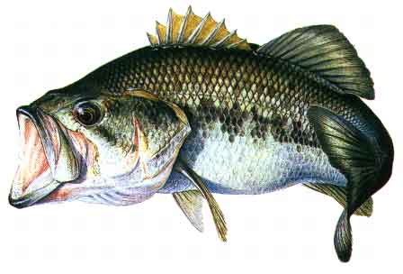 Black bass