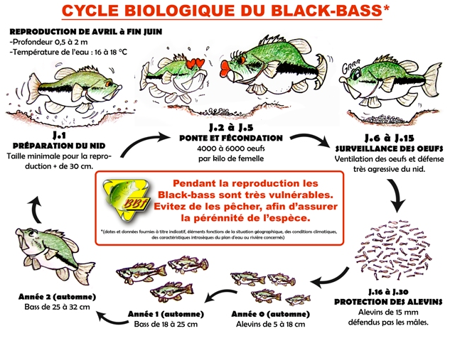 Cycle-Black-Bass