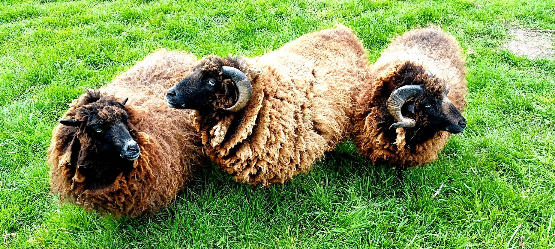 Moutons dans le presgimp