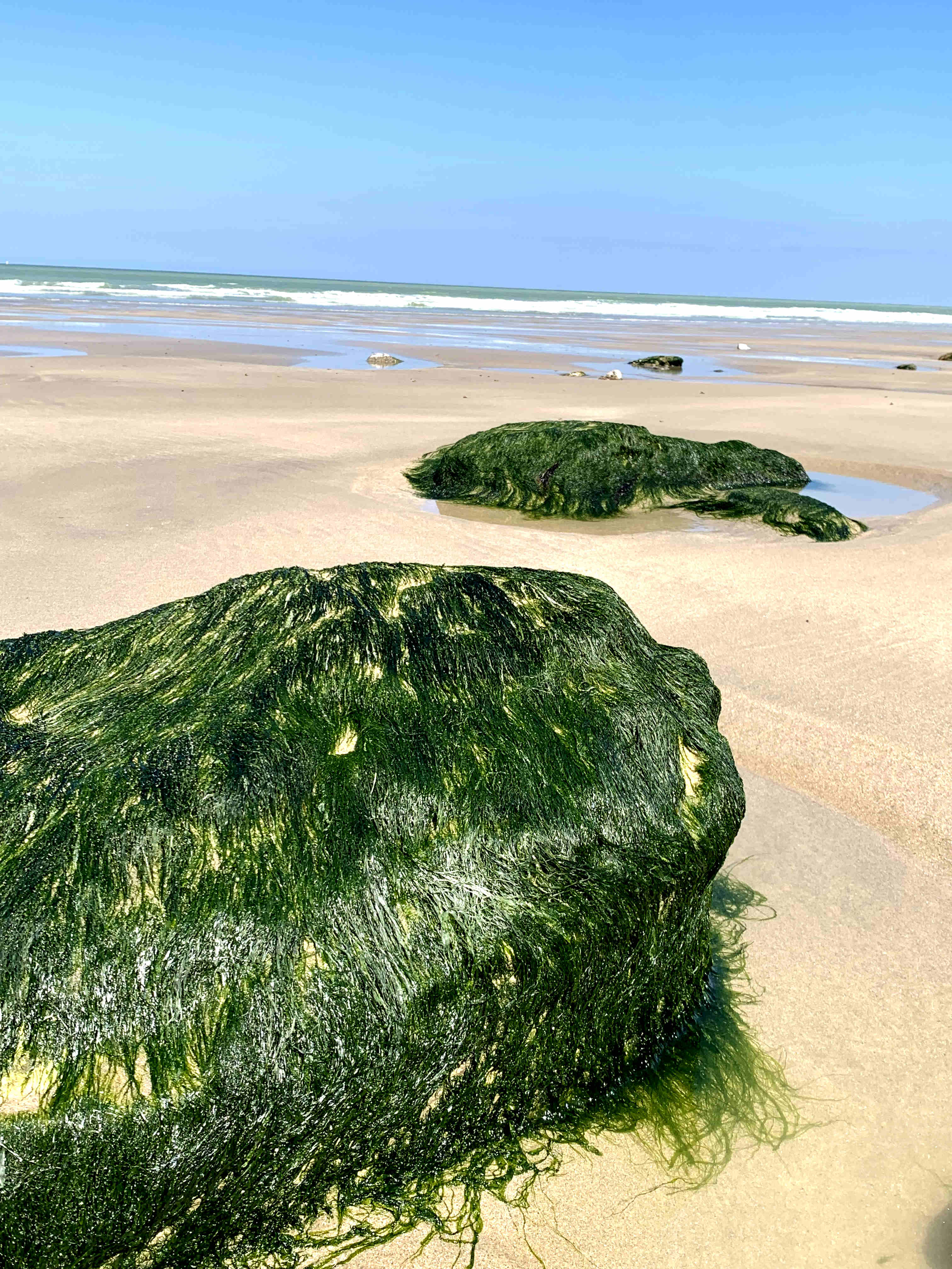 plage normande, jus de pomme plat et petillant naturel et sans sucre ajouté