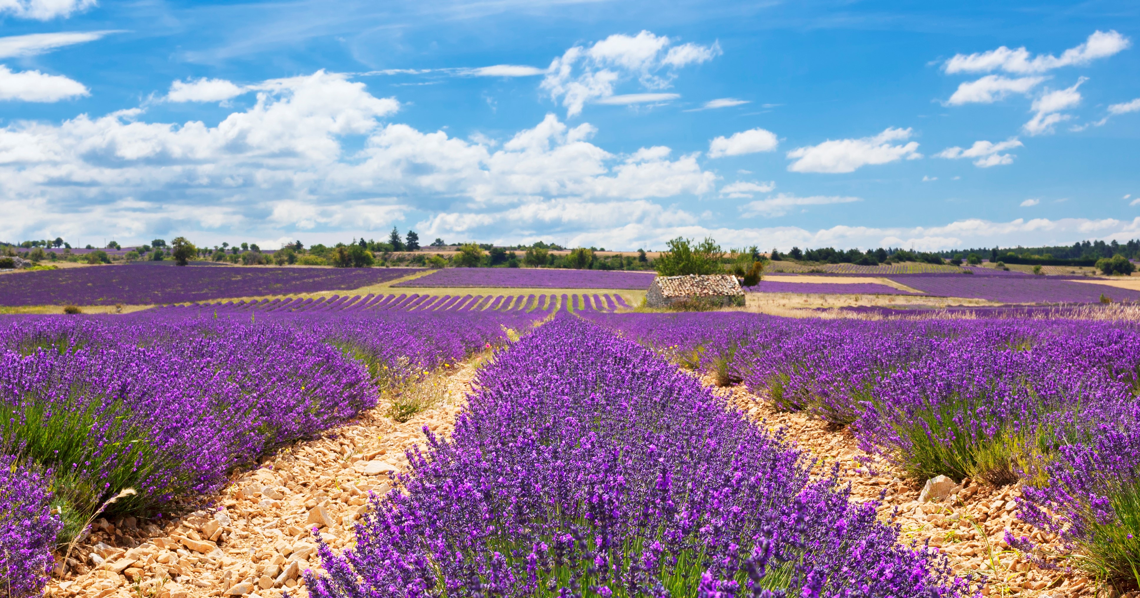 Panoramic view of lavender field and cloudy sky france